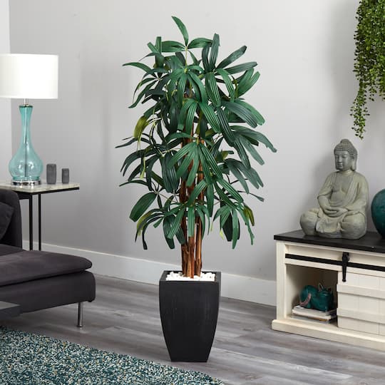 5.5ft. Potted Raphis Palm Tree in Black Decorative Planter